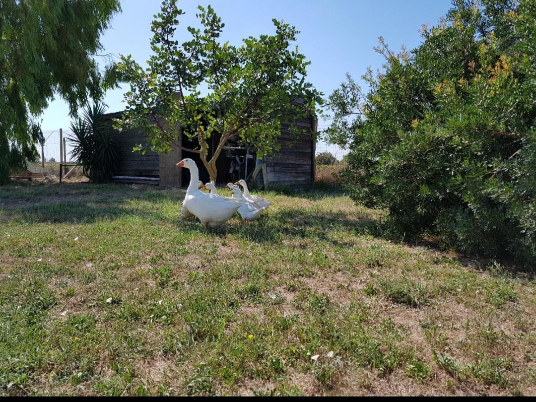 Salento Lapezzaaculuri Villa Guagnano Luaran gambar